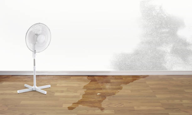 Best Professional water damage repair  in St Anthony, MN